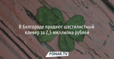 В Белгороде продают шестилистный клевер за 2,5 миллиона рублей