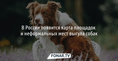 В России появится карта площадок и неформальных мест выгула собак
