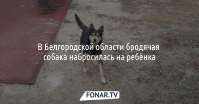 В Белгородской области бродячая собака набросилась на ребёнка