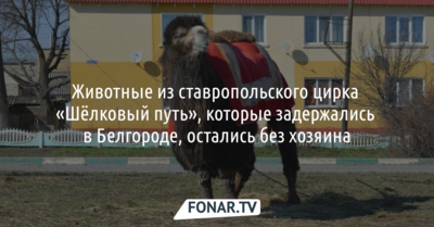 Животные из ставропольского цирка «Шёлковый путь», которые задержались в Белгороде, остались без хозяина