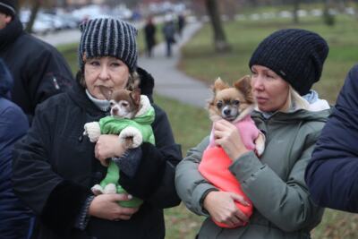 ​В Белгороде на специальной выставке будут раздавать бездомных собак 