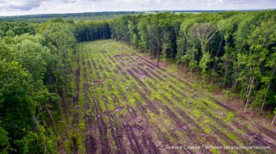 Управление лесами Белгородской области проведёт внеплановую проверку вырубки деревьев в Корочанском районе 
