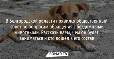 В Белгородской области появился общественный совет по вопросам обращения с бездомными животными. Рассказываем, чем он будет заниматься и кто в него вошёл