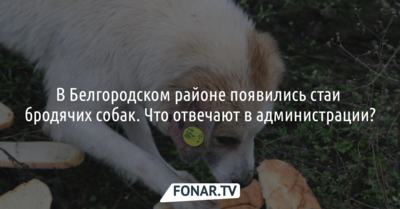 В Белгородском районе появились стаи бродячих собак. Что отвечают в администрации?