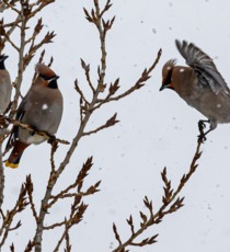Свиристели в Белгороде тоже не рады морозу [фото]