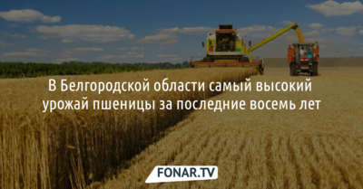 В Белгородской области собрали рекордный за восемь лет урожай пшеницы