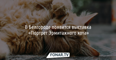 В Белгороде появится выставка «Портрет Эрмитажного кота»