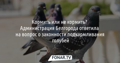 Администрация Белгорода объяснила, можно ли кормить голубей в городе