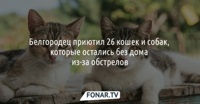 Белгородец приютил 26 кошек и собак, которые остались без дома из-за обстрелов