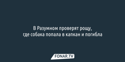 В Разумном проверят рощу, где собака попала в капкан и погибла