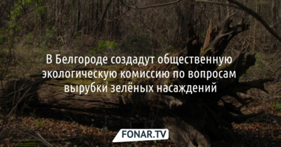 В Белгороде появится общественная экологическая комиссия по вопросам вырубки деревьев