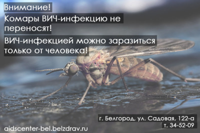 Белгородский центр по профилактике и борьбе со СПИДом: «От укуса комара нельзя заразиться ВИЧ-инфекцией»