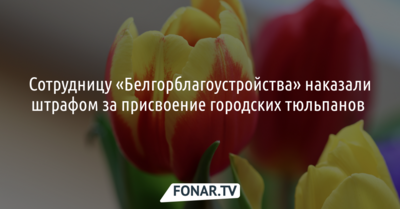Сотрудницу «Белгорблагоустройства» наказали штрафом за присвоение городских тюльпанов