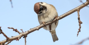 Они за нами наблюдают! Пернатые в Белгороде переживают морозы и следят за прохожими [фото]
