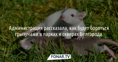 Мэрия опровергла информацию о росте популяции крыс в Белгороде
