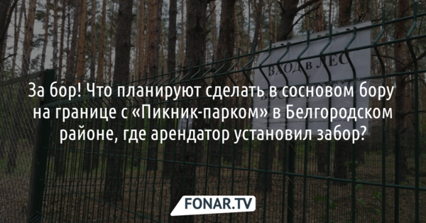 За бор! Что планируют сделать в сосновом бору на границе с «​Пикник-парком» в Белгородском районе, где арендатор установил забор?
