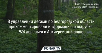 В управлении лесами опровергли информацию о вырубке 924 деревьев в Архиерейской роще Белгорода