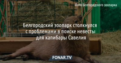 Белгородский зоопарк столкнулся с проблемами в поиске невесты для капибары Савелия