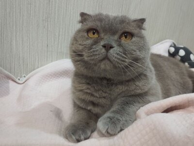 «Спасаем бездомышей». Как в Белгороде работает хостел для кошек «Коша»