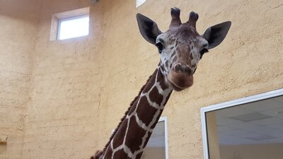 ​Стала известна причина смерти жирафа в Белгородском зоопарке