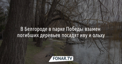 В Белгороде в парке Победы взамен погибших деревьев посадят иву и ольху