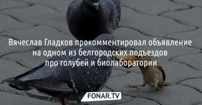 Вячеслав Гладков прокомментировал объявление  на одном из белгородских подъездов про голубей и биолаборатории
