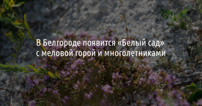 «Белый сад» с меловой горой и многолетниками появится в Белгороде