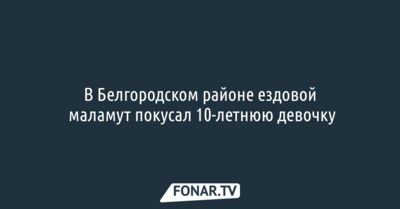 В Белгородском районе ездовой маламут покусал 10-летнюю девочку
