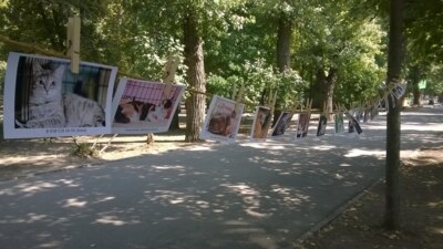 В Белгороде пройдёт фотовыставка бездомных животных