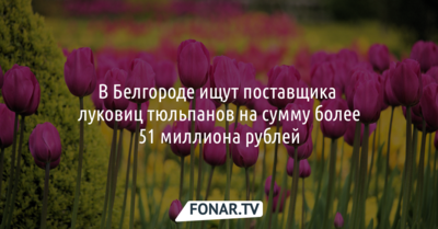 В Белгороде ищут поставщика луковиц тюльпанов на сумму более 51 миллиона рублей 