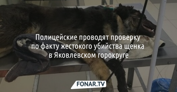 Полицейские проводят проверку по факту жестокого убийства щенка в Яковлевском горокруге