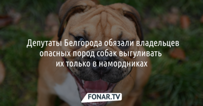 ​Депутаты Белгорода обязали владельцев опасных пород собак выгуливать их только в намордниках