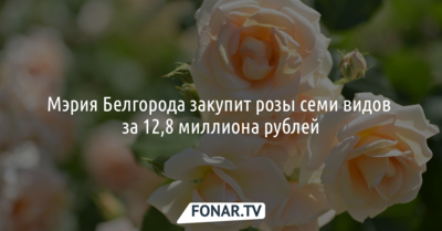 Мэрия Белгорода закупит розы семи видов за 12,8 миллиона рублей