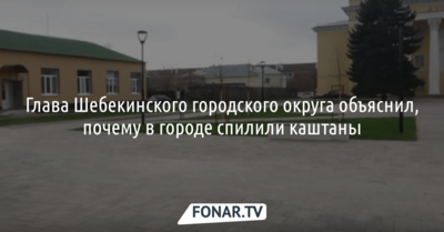 Глава Шебекинского городского округа объяснил, почему в городе спилили каштаны