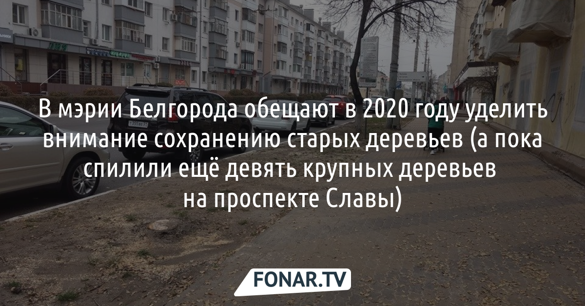 В мэрии Белгорода обещают в 2020 году уделить внимание сохранению старых деревьев в городе