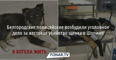 Белгородские полицейские возбудили уголовное дело за жестокое убийство щенка в Шопино