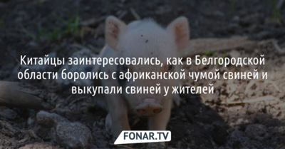 Китайцы заинтересовались, как в Белгородской области боролись с африканской чумой свиней и выкупали свиней у жителей