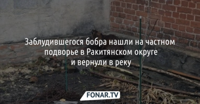 Заблудившегося бобра нашли на частном подворье в Ракитянском округе и вернули в реку