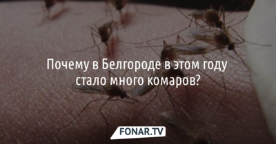 Учёный НИУ «БелГУ» объяснил, почему в Белгороде в этом году стало много комаров 