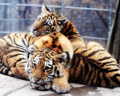 ​В Белгородском зоопарке появились амурские тигры и гималайские медведи 