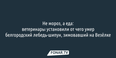 Не мороз, а еда: ветеринары установили, от чего умер белгородский лебедь-шипун, зимовавший на Везёлке