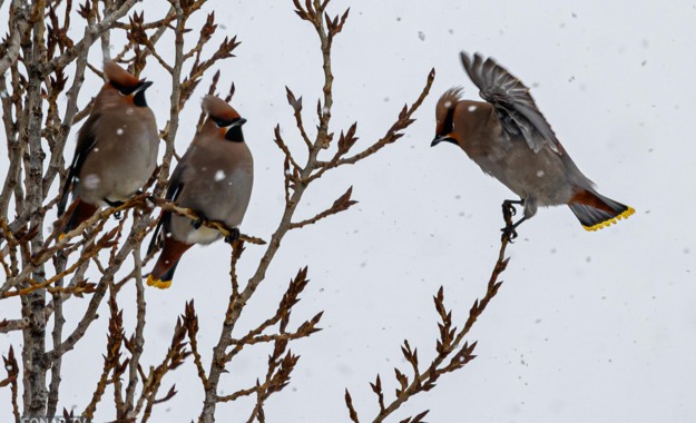 Свиристели в Белгороде тоже не рады морозу [фото]