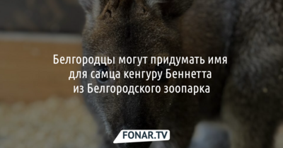 Белгородцы могут придумать имя для самца кенгуру Беннетта из белгородского зоопарка