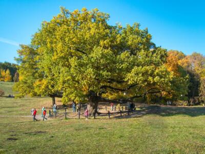 Белгородский дуб занял третье место в рейтинге лучших европейских деревьев