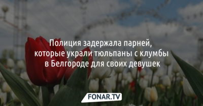 Полиция задержала парней, которые украли тюльпаны с клумбы в Белгороде для своих девушек