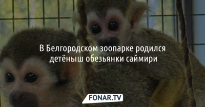 В Белгородском зоопарке родился детёныш обезьянки саймири