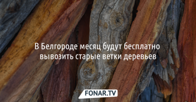 В Белгороде месяц будут бесплатно вывозить старые ветки деревьев