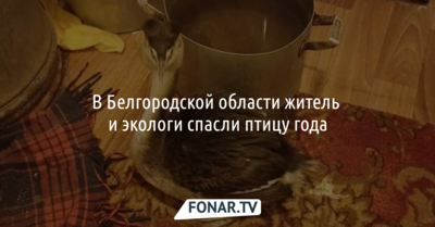 В Белгородской области житель и экологи спасли птицу года