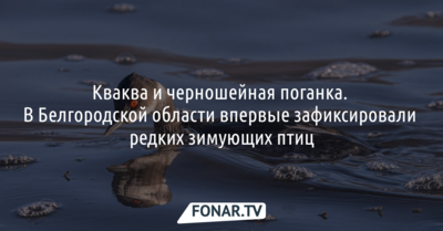 Кваква и черношейная поганка. В Белгородской области впервые зафиксировали редких зимующих птиц