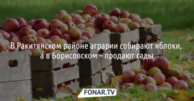 В Ракитянском районе аграрии собирают яблоки, а в Борисовском — продают сады